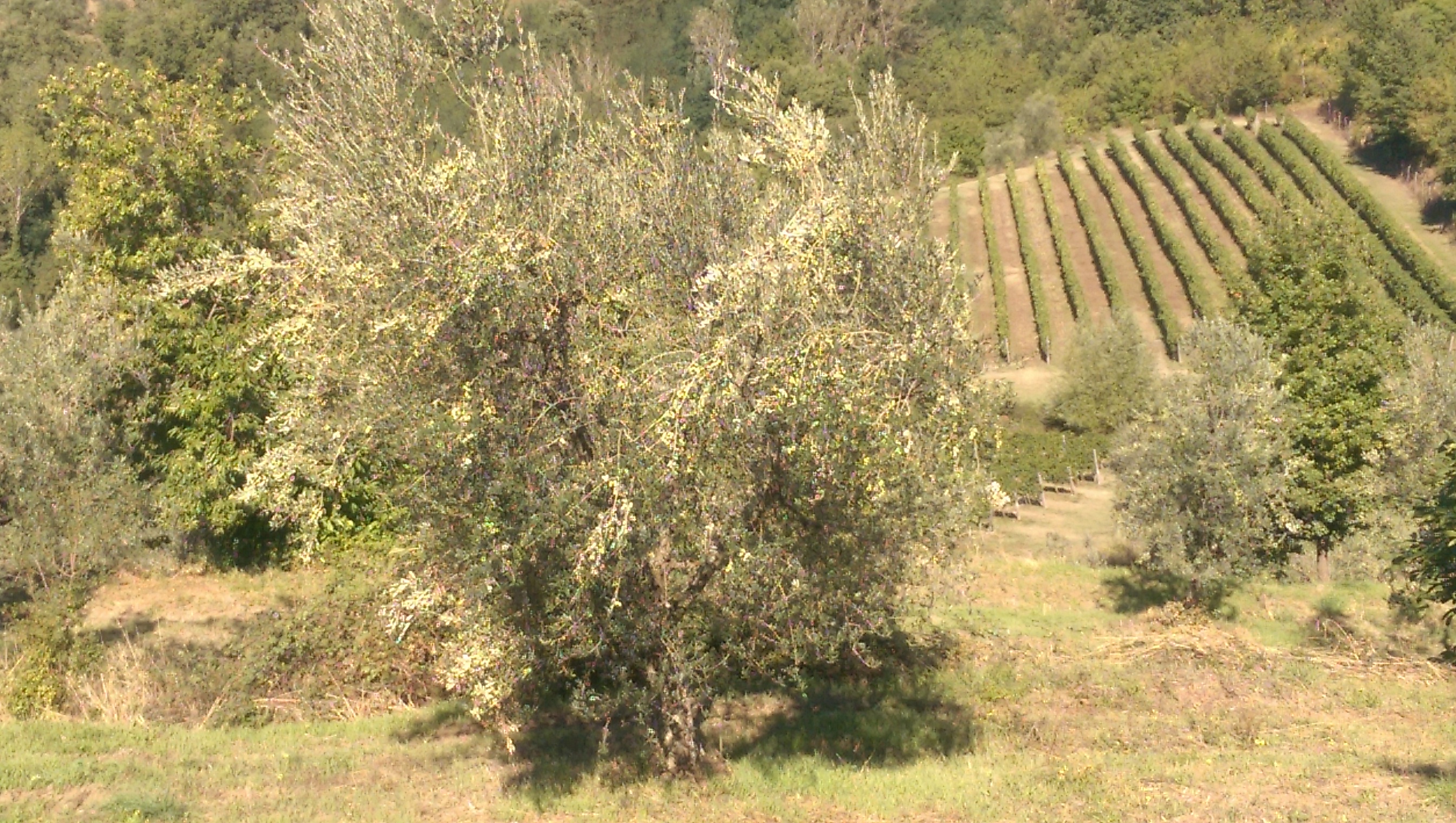 Oliveta - B&B Podere I Sorbi In Toscana – Agriturismo Podere "I Sorbi"